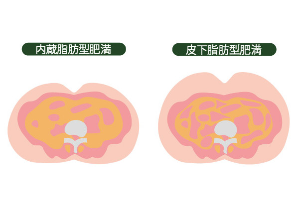 痩せる順番は男女で異なる？