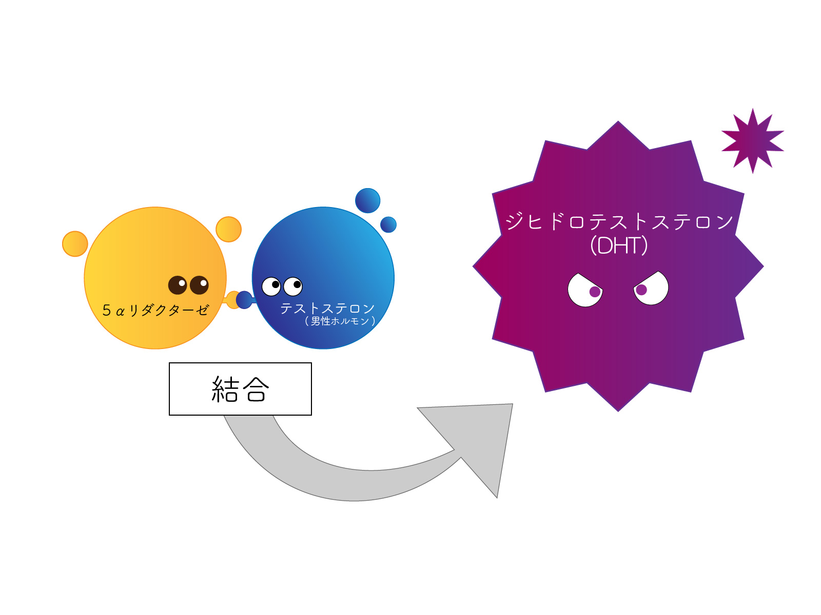 テストステロンと5-α還元酵素が結びつくとDHTができる