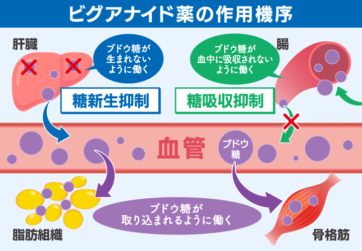 ビグアナイド薬の作用機序