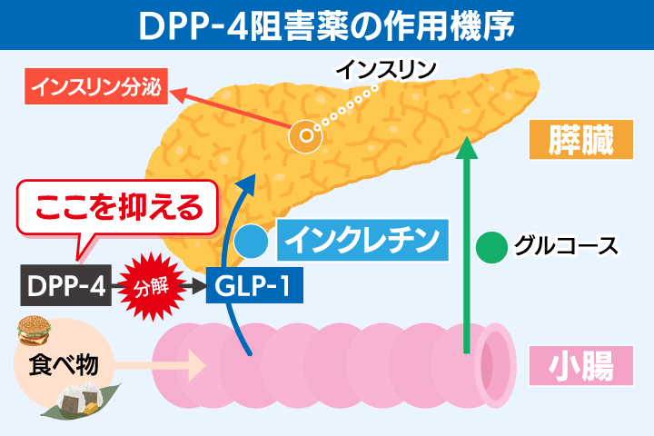 DPP-4阻害薬