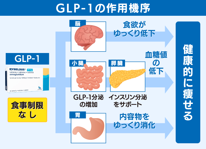 GLP-1受容体作動薬の作用機序