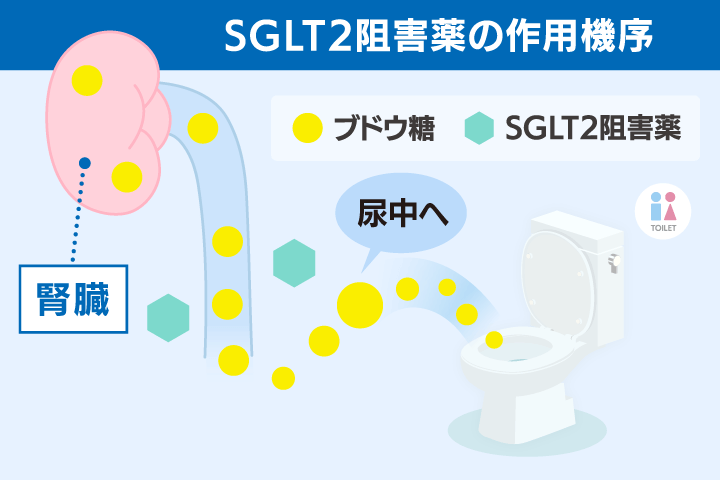 SGLT-2阻害薬の作用機序